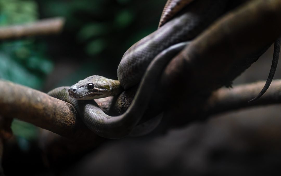 Why You Should Treat Your Phobia for Yourself and Your Kids