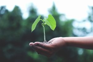 A small green plant growing in soil held by a hand, symbolizing growth and healing through therapy for anxiety.
