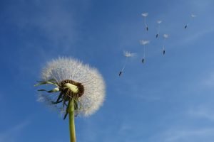 Dandelion seeds floating in the sky representing hope, release, and emotional recovery.