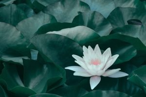 White lotus flower symbolizing clarity, emotional balance, and healing in cognitive behavioral therapy