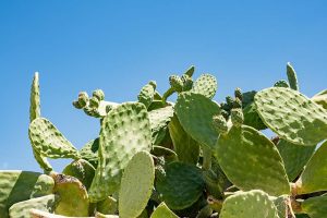 a close up of a cactus plant with a blue sky in the background
