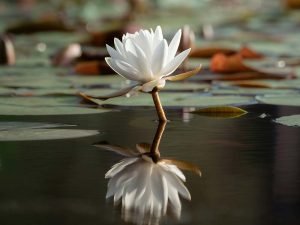 a white water lily floats serenely on calm water