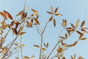 dry brown leaves on branches against a clear blue sky