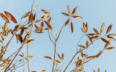 How CBT Can Help Executives Overcome Perfectionism?
